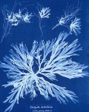 Atelier Cyanotypes